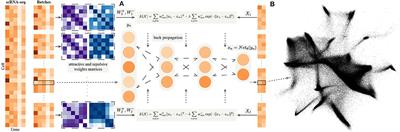 NeuralEE: A GPU-Accelerated Elastic Embedding Dimensionality Reduction Method for Visualizing Large-Scale scRNA-Seq Data